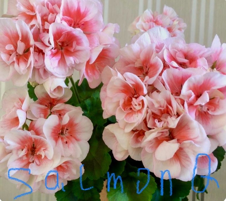 Пеларгонія сортова.