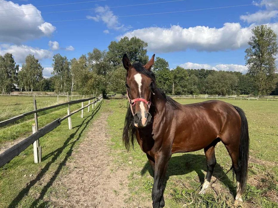 Ogier czystej krwi arabskiej [Espado] po Pitawalu (Kahil Al Shaqab), 6 lat, gniady z odmianami