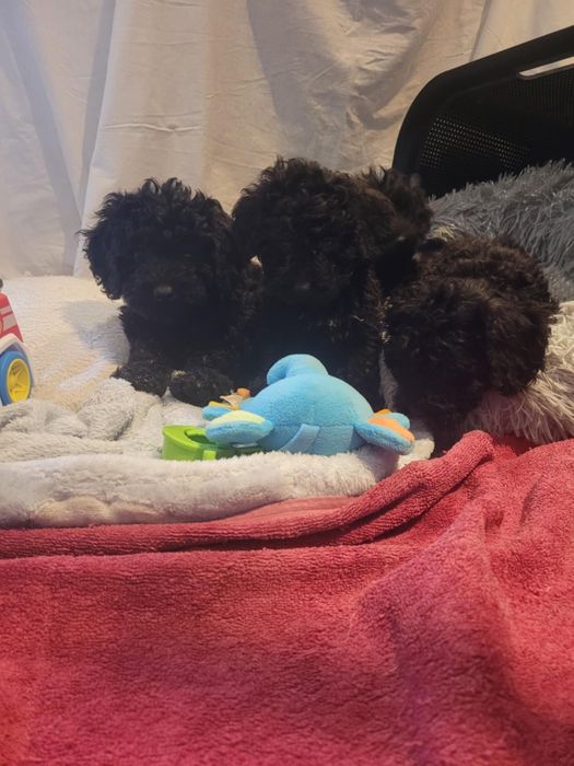 Maltipoo suczka Warszawa pudel maltańczyk