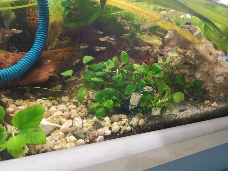 Anubias plantas aquario