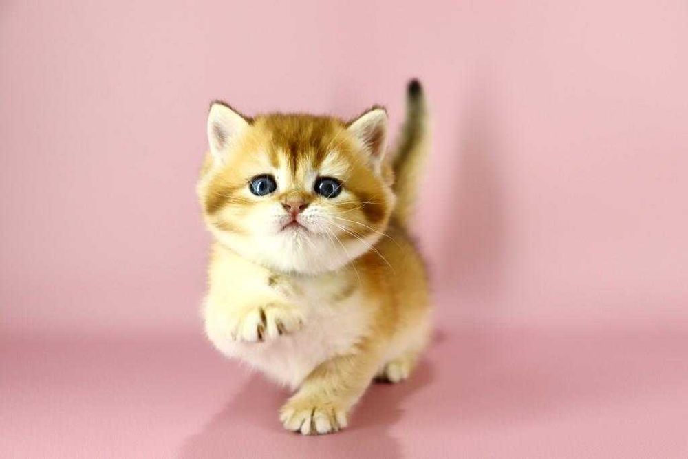 Дуже красива кішечка в забарвлені -золота шиншила