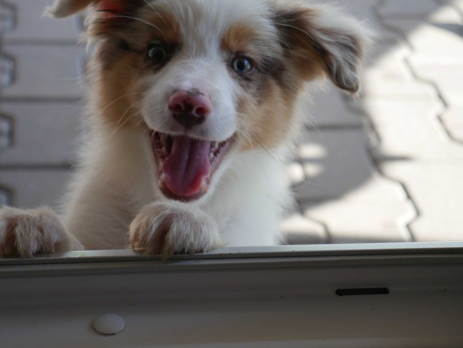 Border Collie -piesek Red Mer tri color