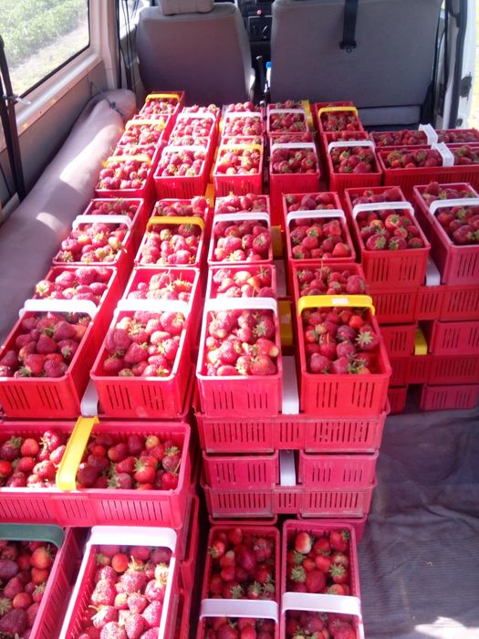 Szkółka sadzonki truskawek