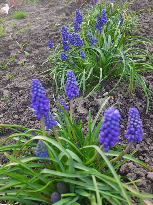 Хризантема не висока