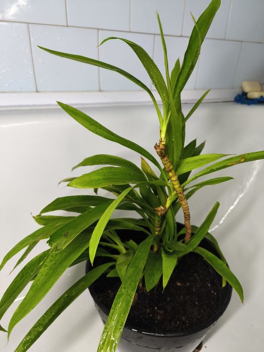 Юкка на обмін, доволі велика