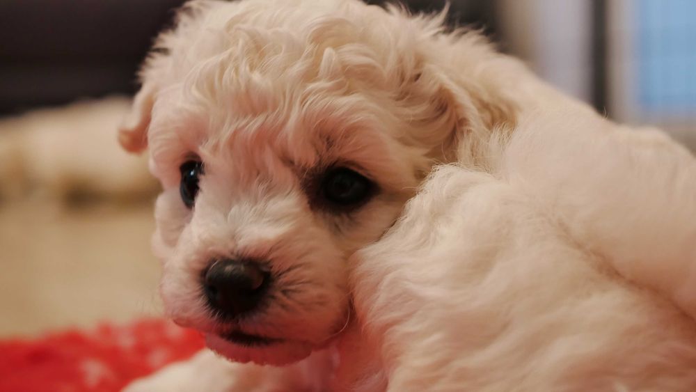 Wyjątkowy  chłopczyk  Bichon Frise ZKwP/FCI