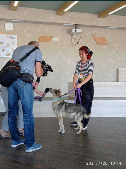 Кінолог, зоопсихолог, дресирування собак, вигул, перетримка