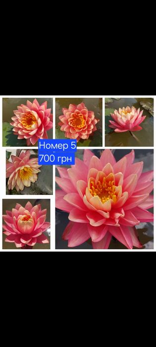 Німфеї, водяні лілії