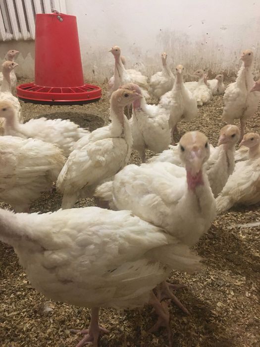 Індичата  добові