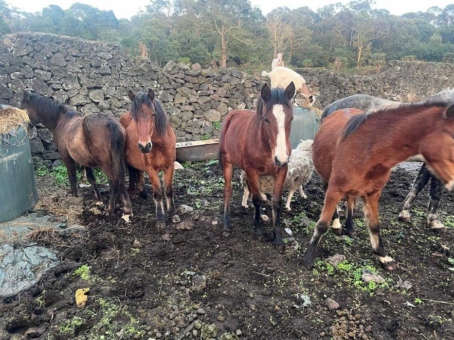 Vários Cavalos dóceis para venda