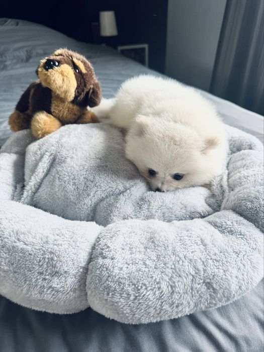 **Nachos**Szpic miniaturowy, pomeranian, malutki piesek