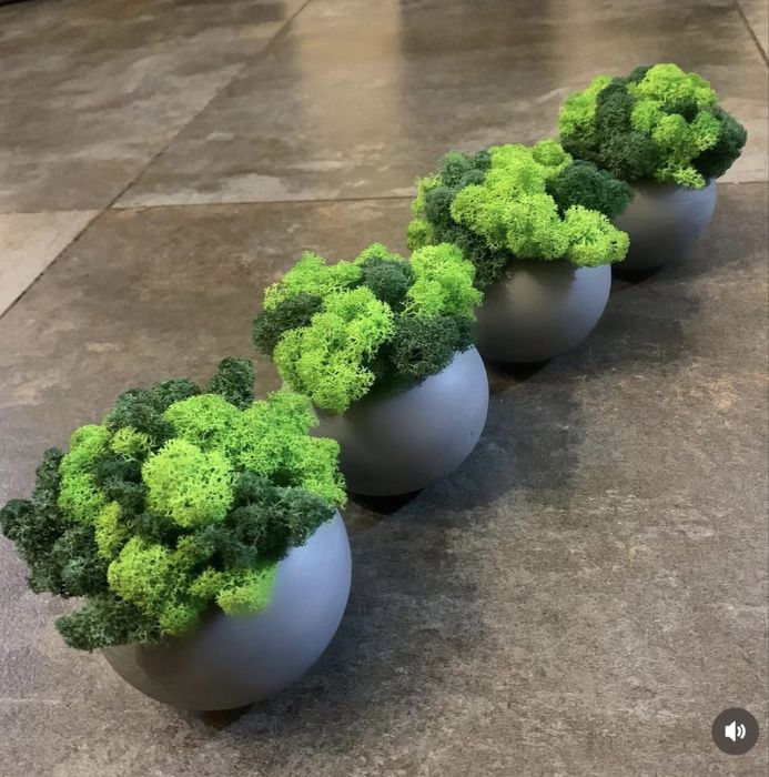 АКЦІЯ! Кашпо зі стабілізованим мохом. 1+1=3я Мох.Ягель