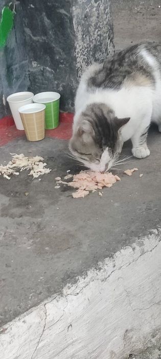 Отдам полосатого кота, молодой