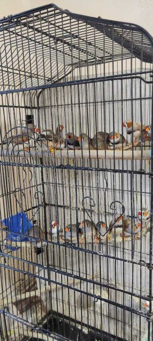 Продам клетку для птиц