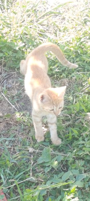 Віддам котенят в гарні руки