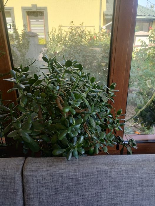 Вазони. Великий вибір.