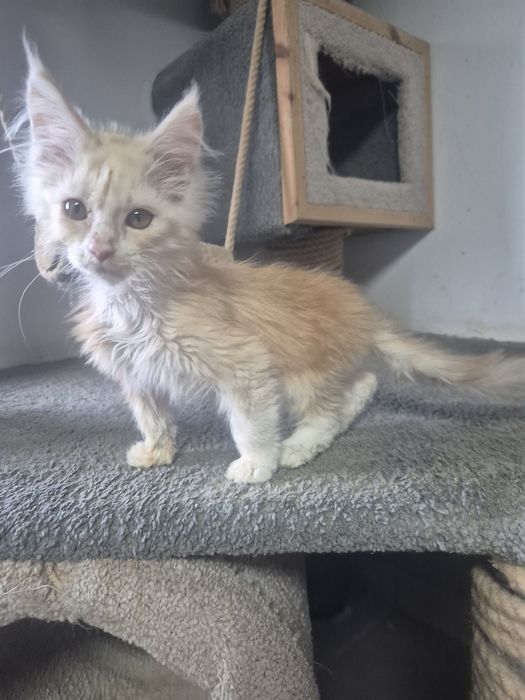 Śliczny kocurek Maine coon