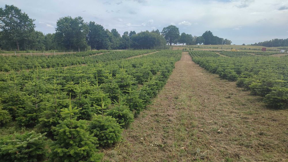 Jodła kaukaska kopana w donicy 60-150 cm choinki PLANTACJA CHOINEK