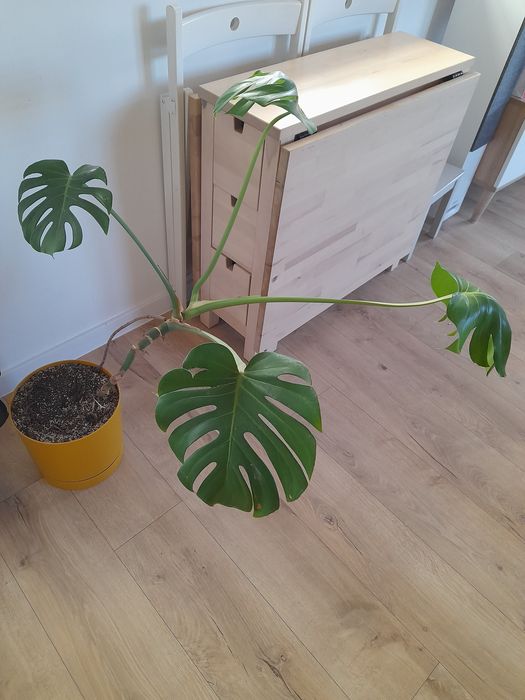 Monstera dziurawa