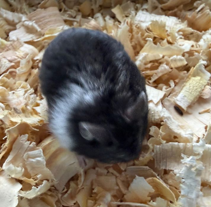 Chomiki Campbella