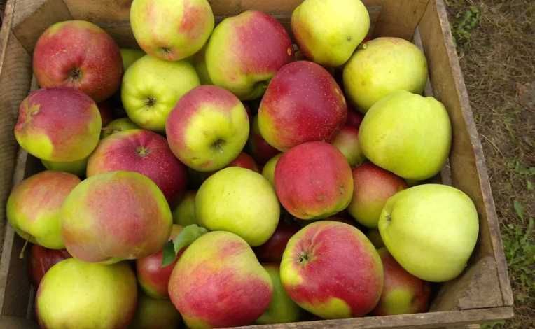Jabłka ligol 20kg własny sad
