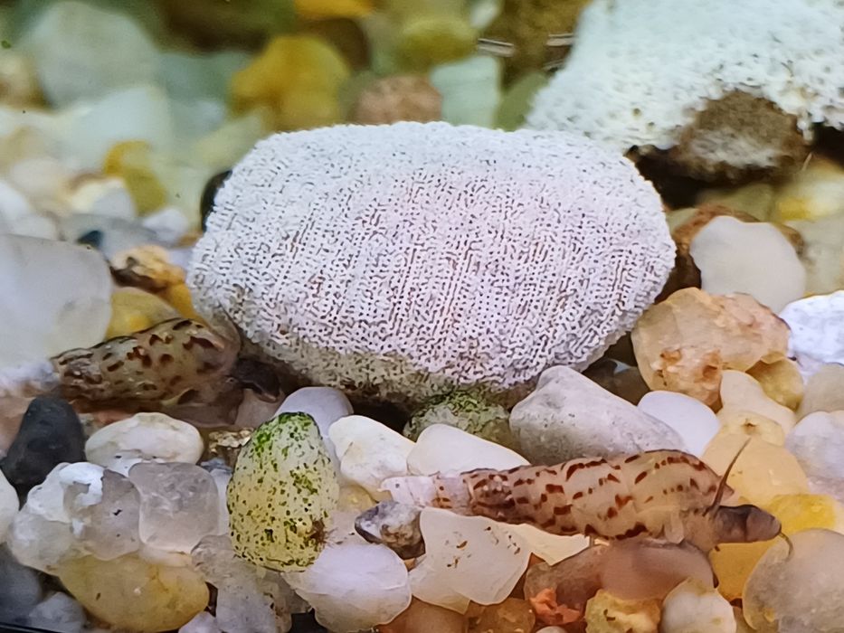 Ślimaczki świderki