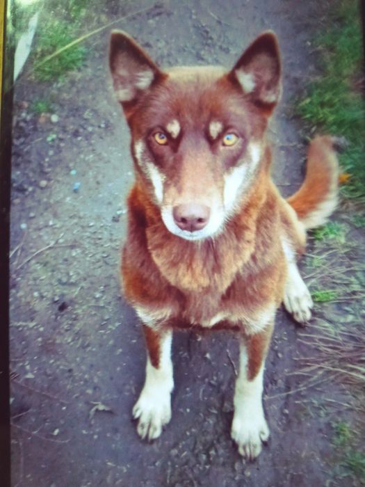 Відам в добрі руки