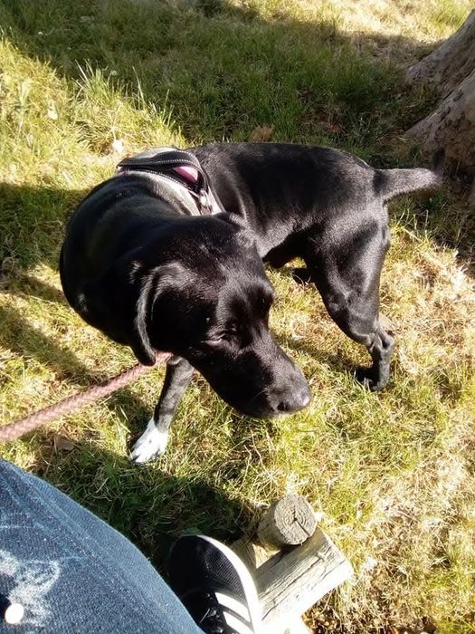 Cão para adoção responsável