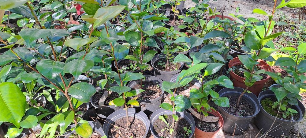 Árvore camélia-portuguesa - 45 a 75cms de altura