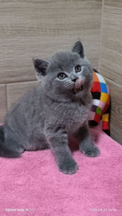 Британський хлопчик!