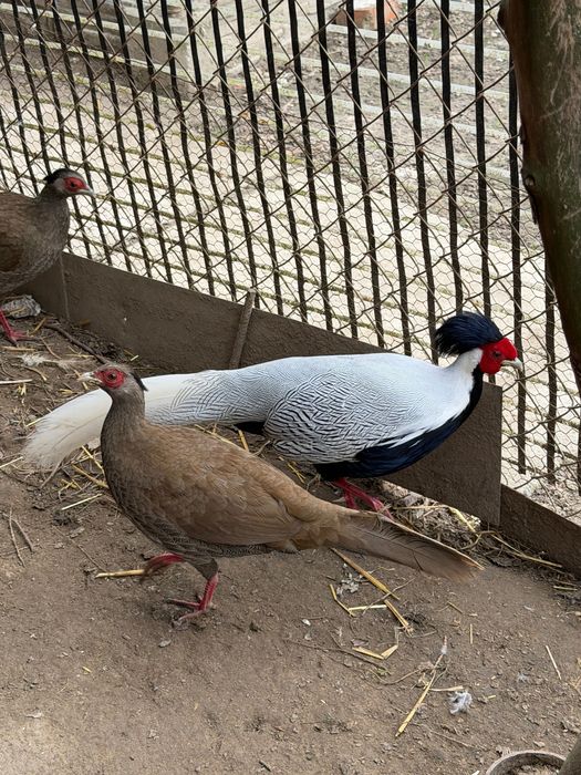Samica bażanta srebrzystego