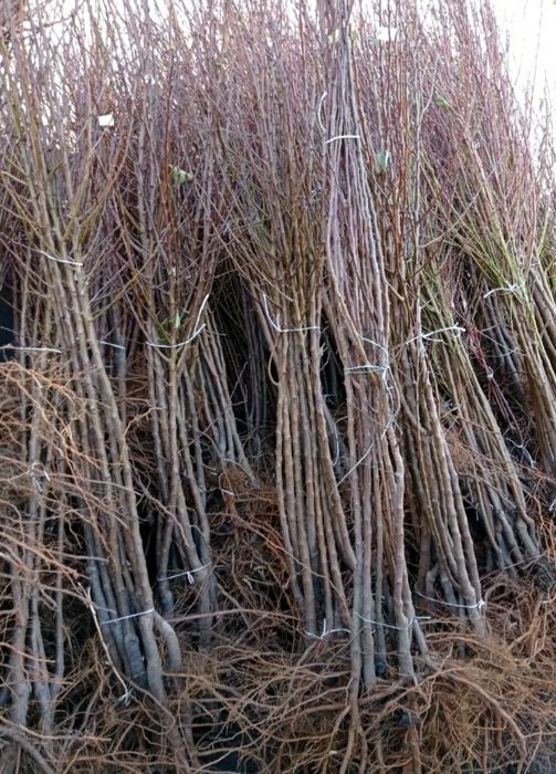 Саджанці черешні, вишні, яблука, груші, сливи, персик, абрикос