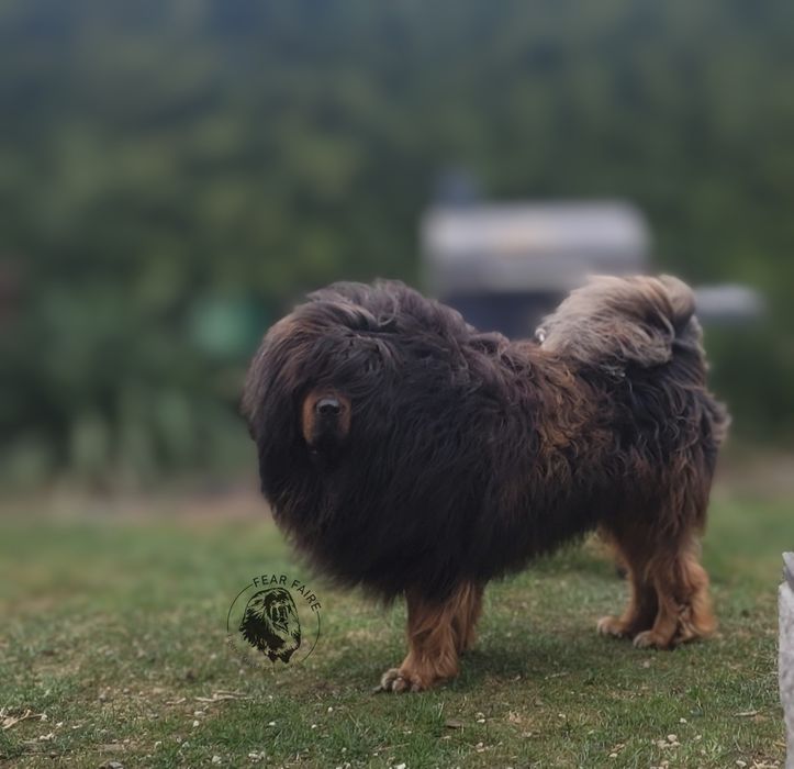 Reproduktor mastif tybetański (tylko FCI)