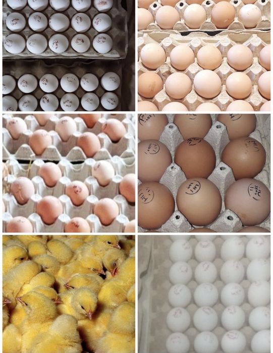 Инкубационные яйца , опт и  розница