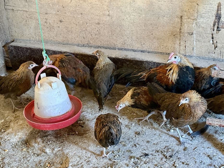 Feniks Feniksy Kogut Kura