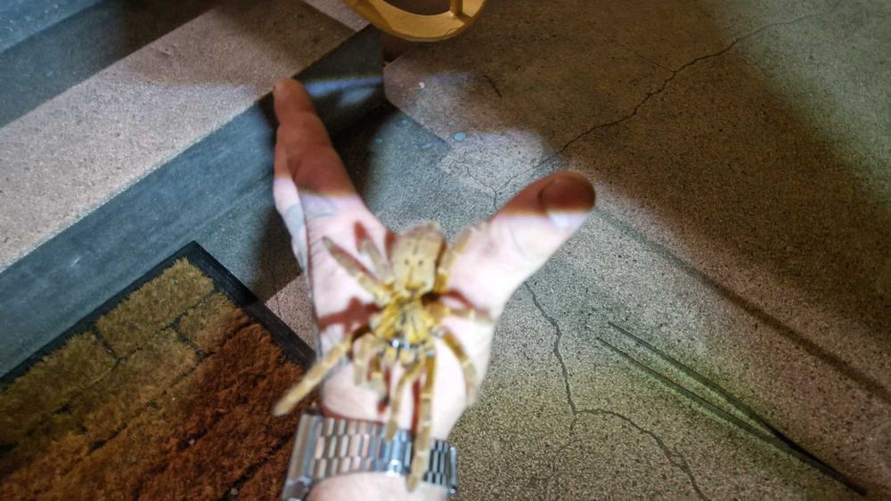 Pterinochilus murinus usambara SAMICA