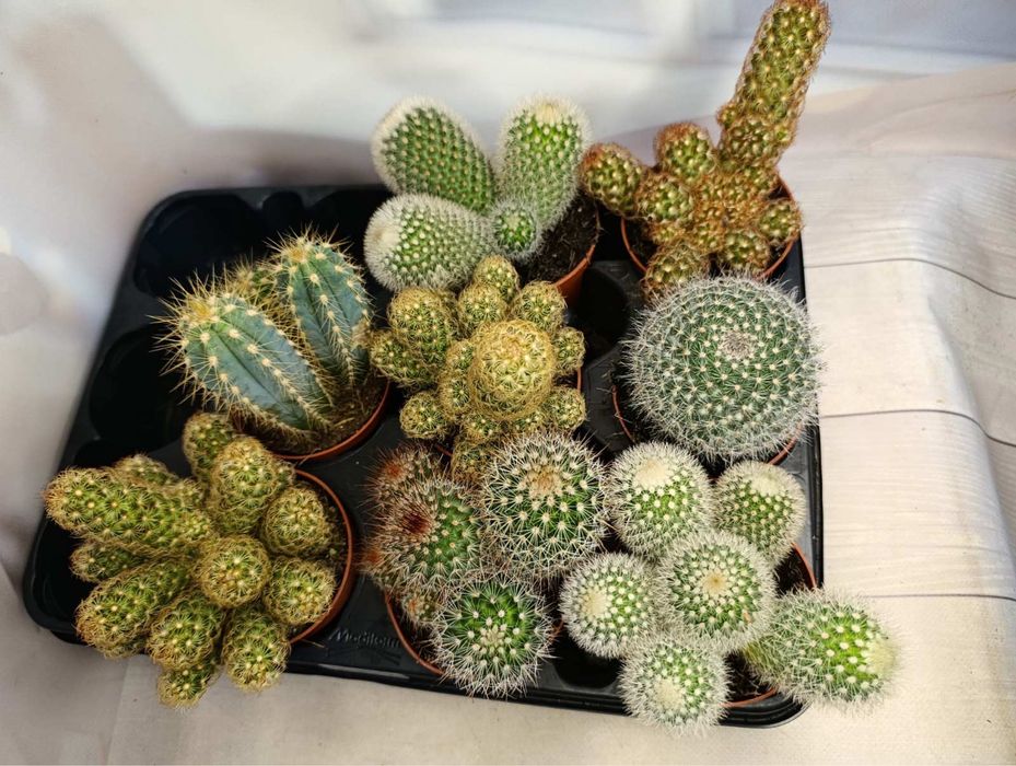 Кактуси та сукуленти