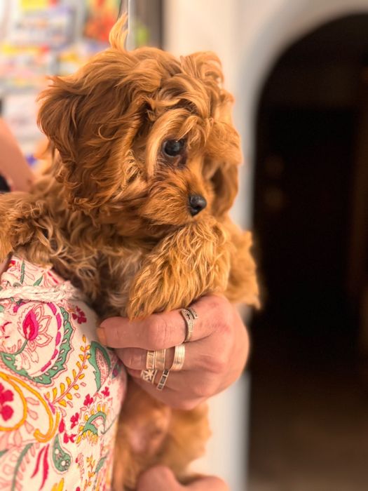 Cavapoo piesek po wszystkich szczepieniach