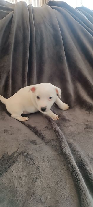 Jack Russell terrier