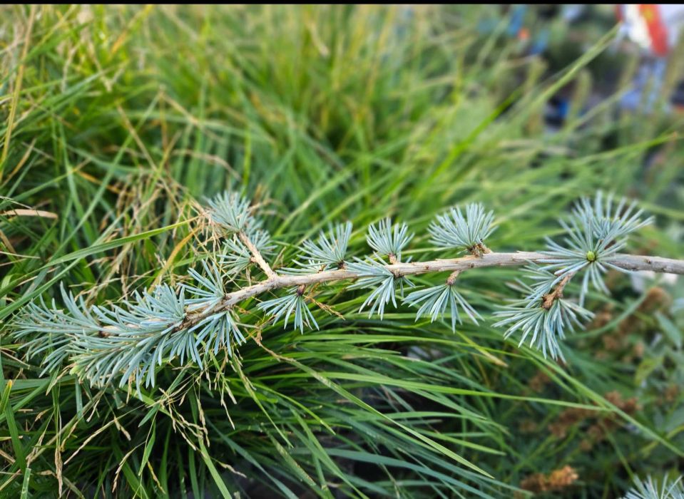 Cedr Pendula sadzonka 70-80cm