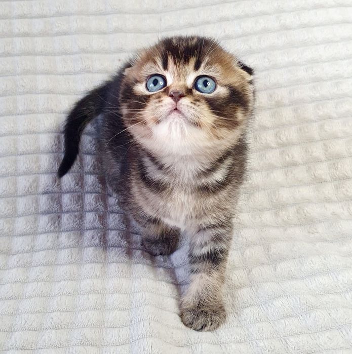 Ідеальне кошеня хлопчик