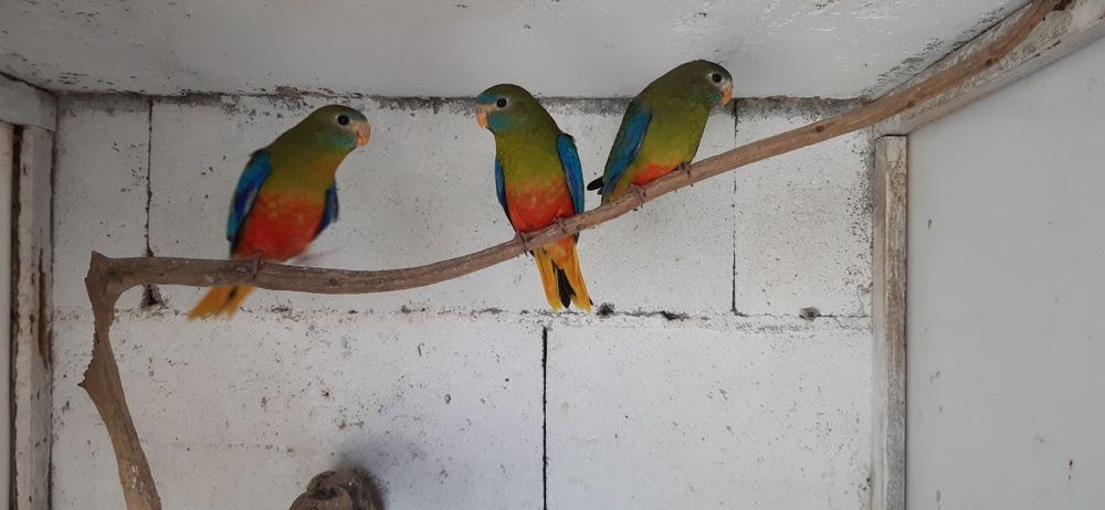 Turquoisines Fêmeas