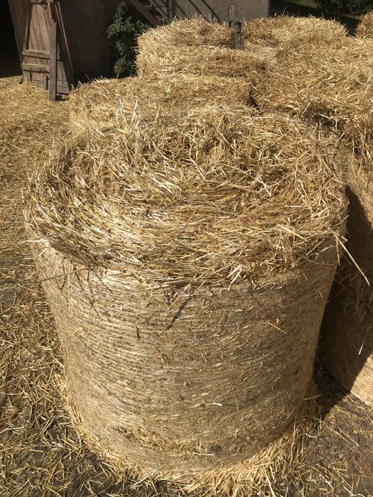 Słoma pszeniczna, żytnia, owsiana, siano, pasza, kulki, bele, kostka