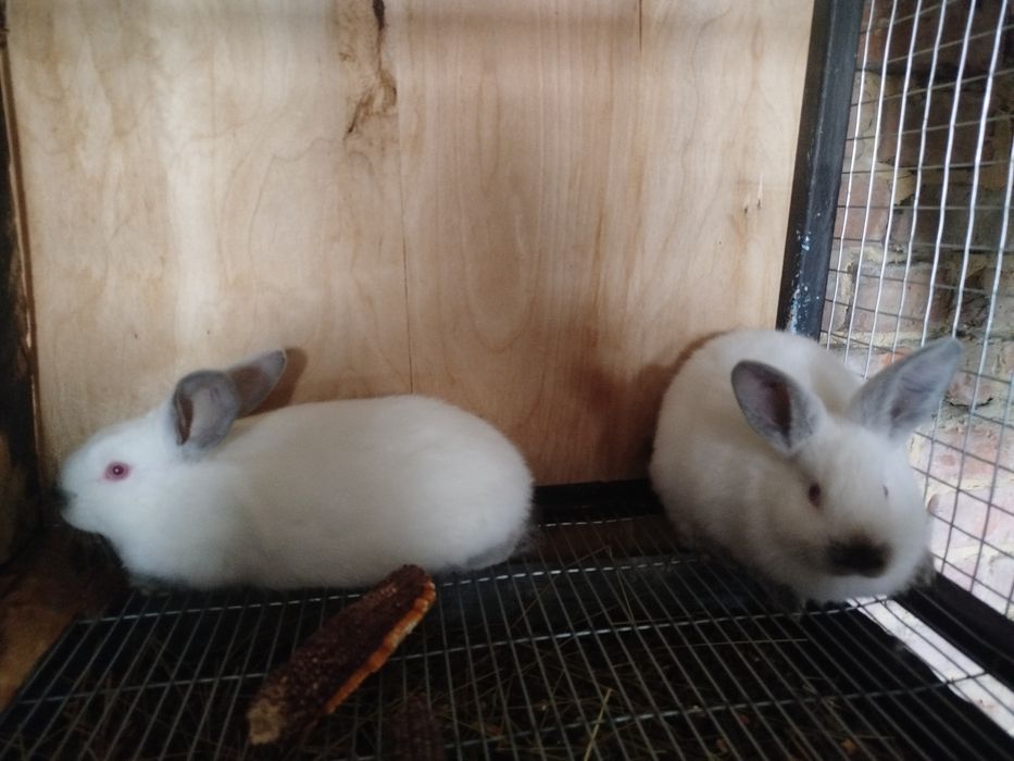 Продам Кролів Дорослі та молодняк