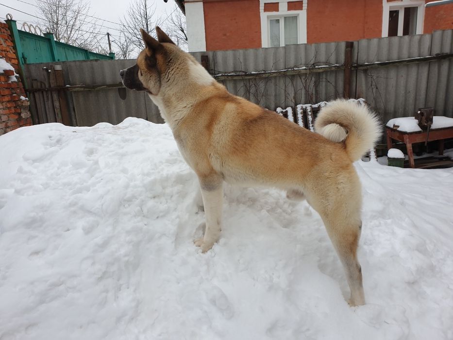 В'язка, Американська Акіта, Американская Акита, Київ, Бровари