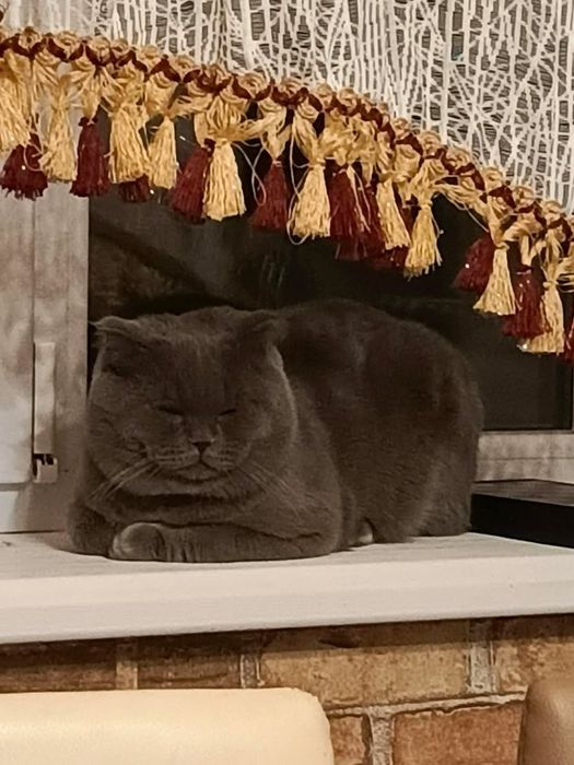 Кошенята Британці