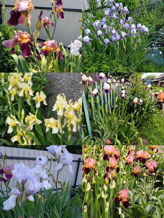 Іриси 6 шт за 100 грн