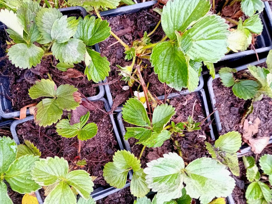 Morangueiro Camarosa em vaso