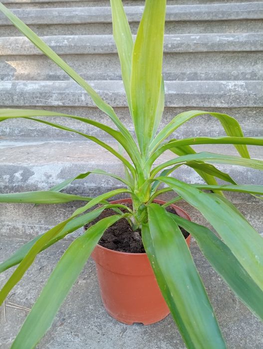 Кімнатна рослина-крупномір Юкка слонова