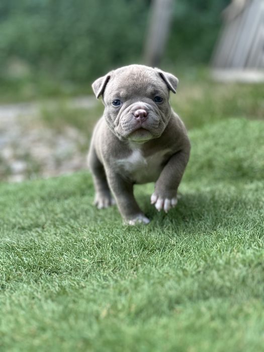 Цуценята буллі покет